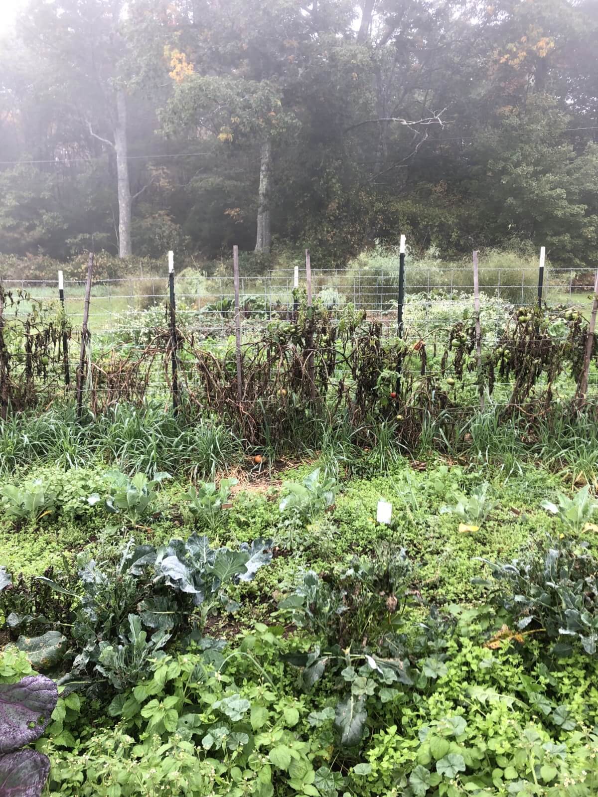 misty early fall morning in a dying garden