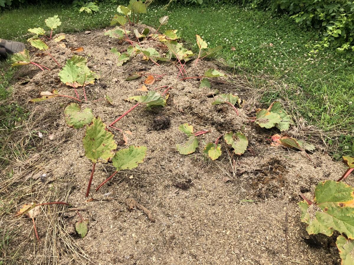 recently divided and fertilized rhubarb plants