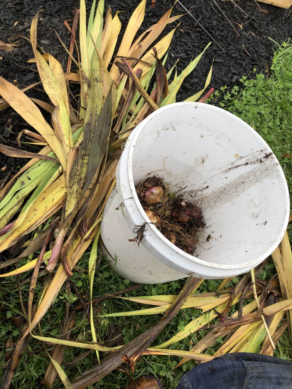 gladiola bulbs pulled and trimmed in bucket for winter storage