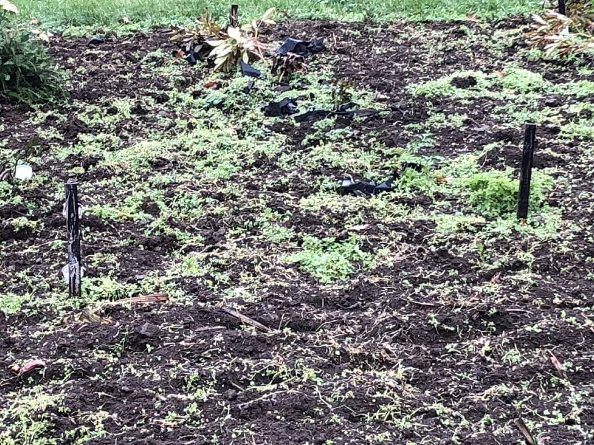 red clover seedlings emerging as cover crop