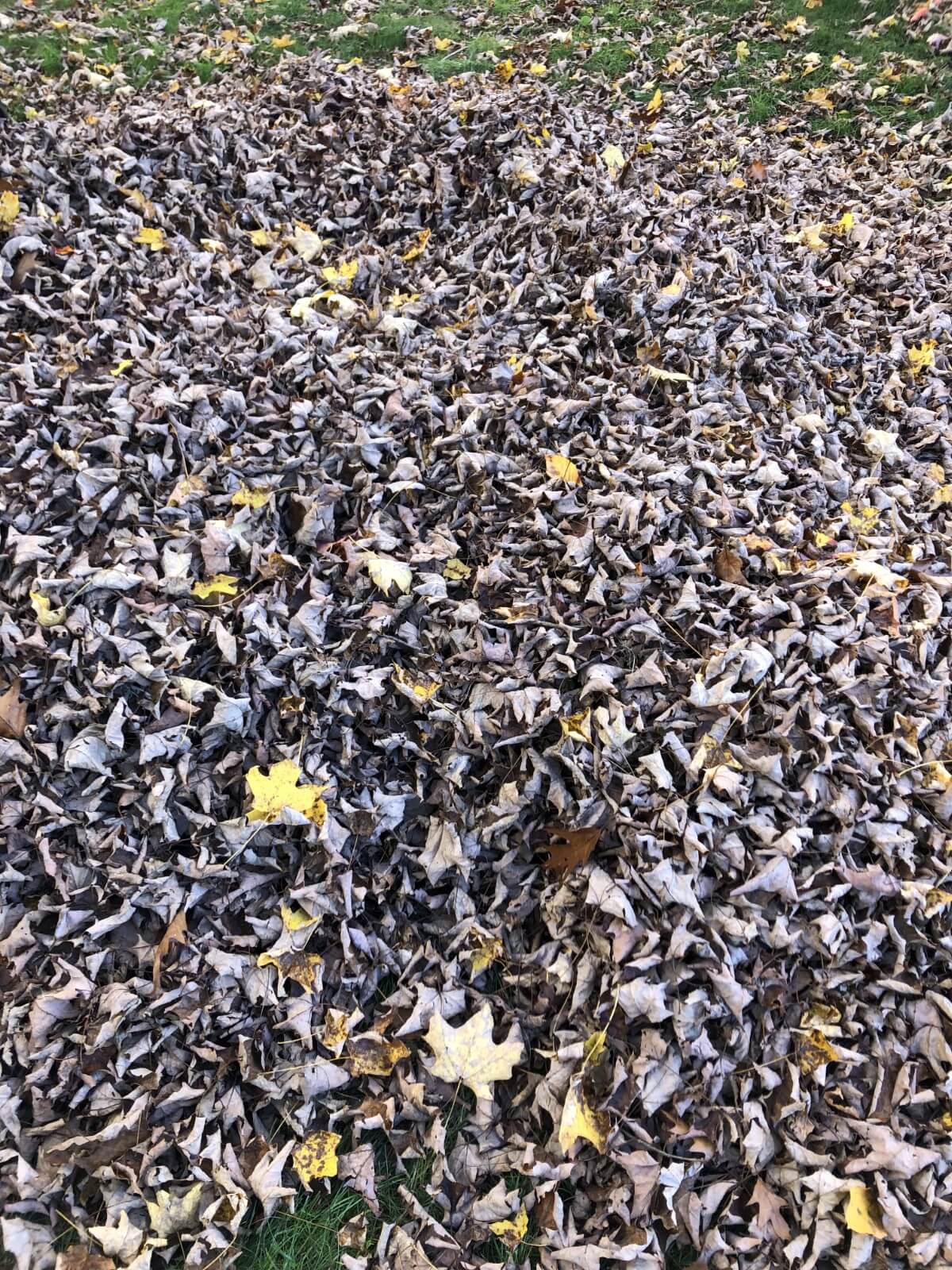 leaves being spread on fall garden