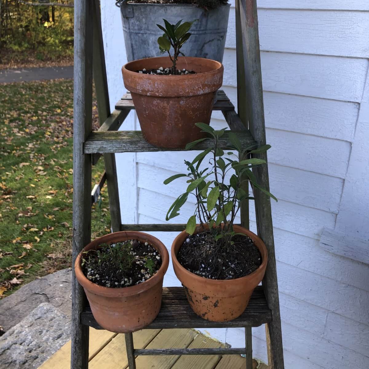 thyme, sage, and bay tree potted up for inside growing