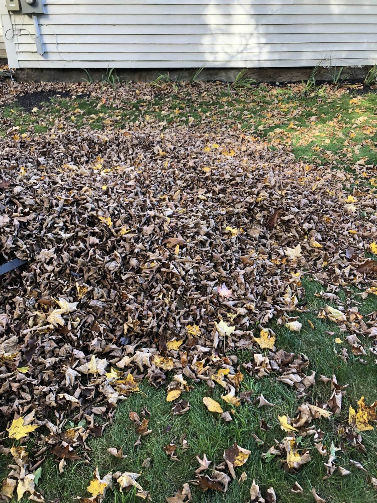 pile of dead leaves on lawn