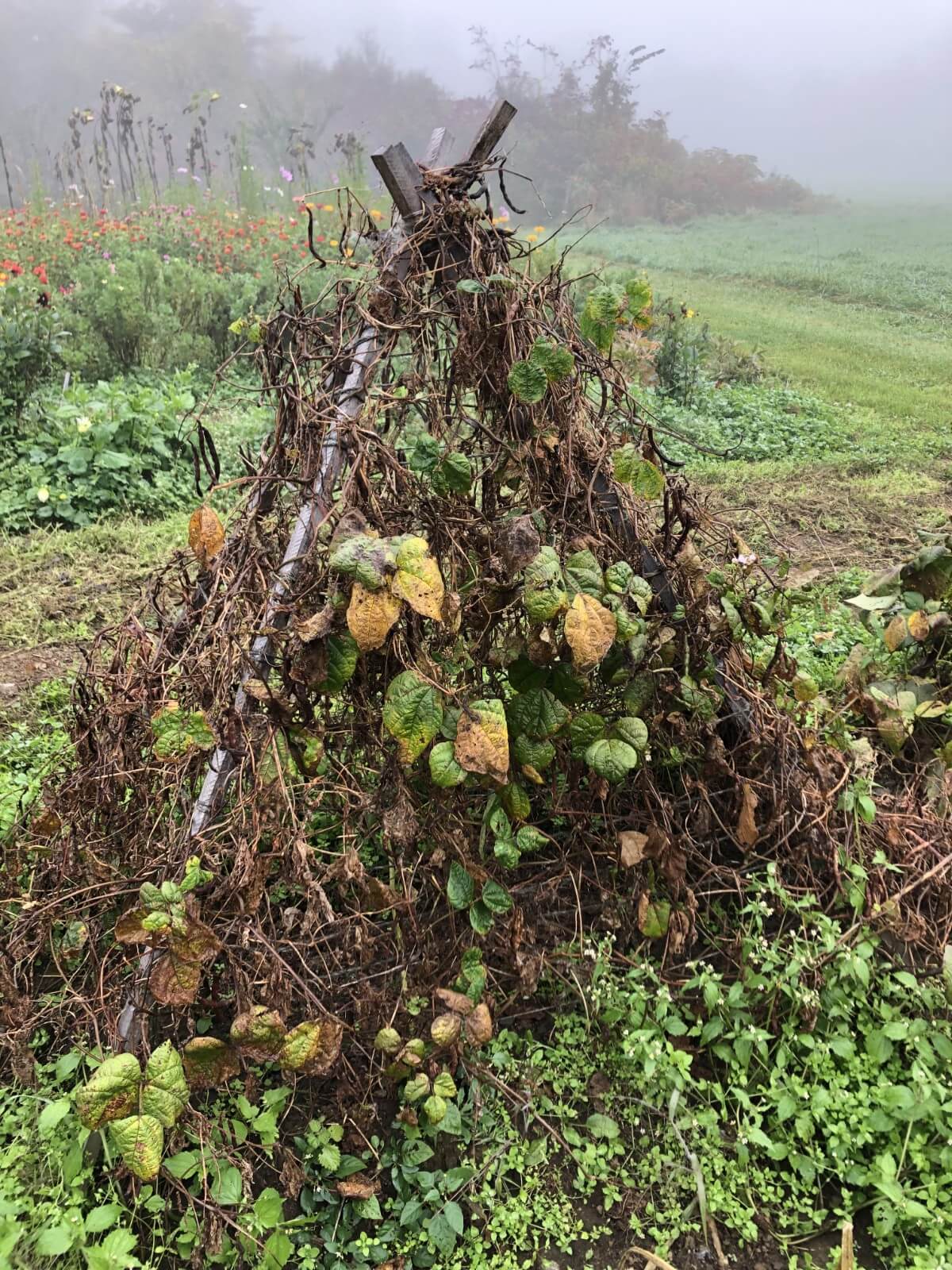 dead pole bean vines on teepee trellis 