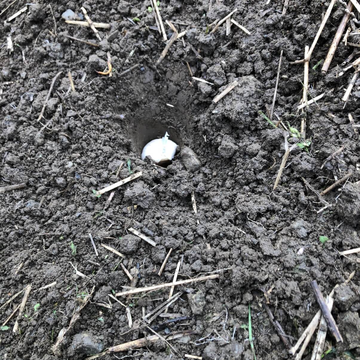 garlic clove in hole in soil
