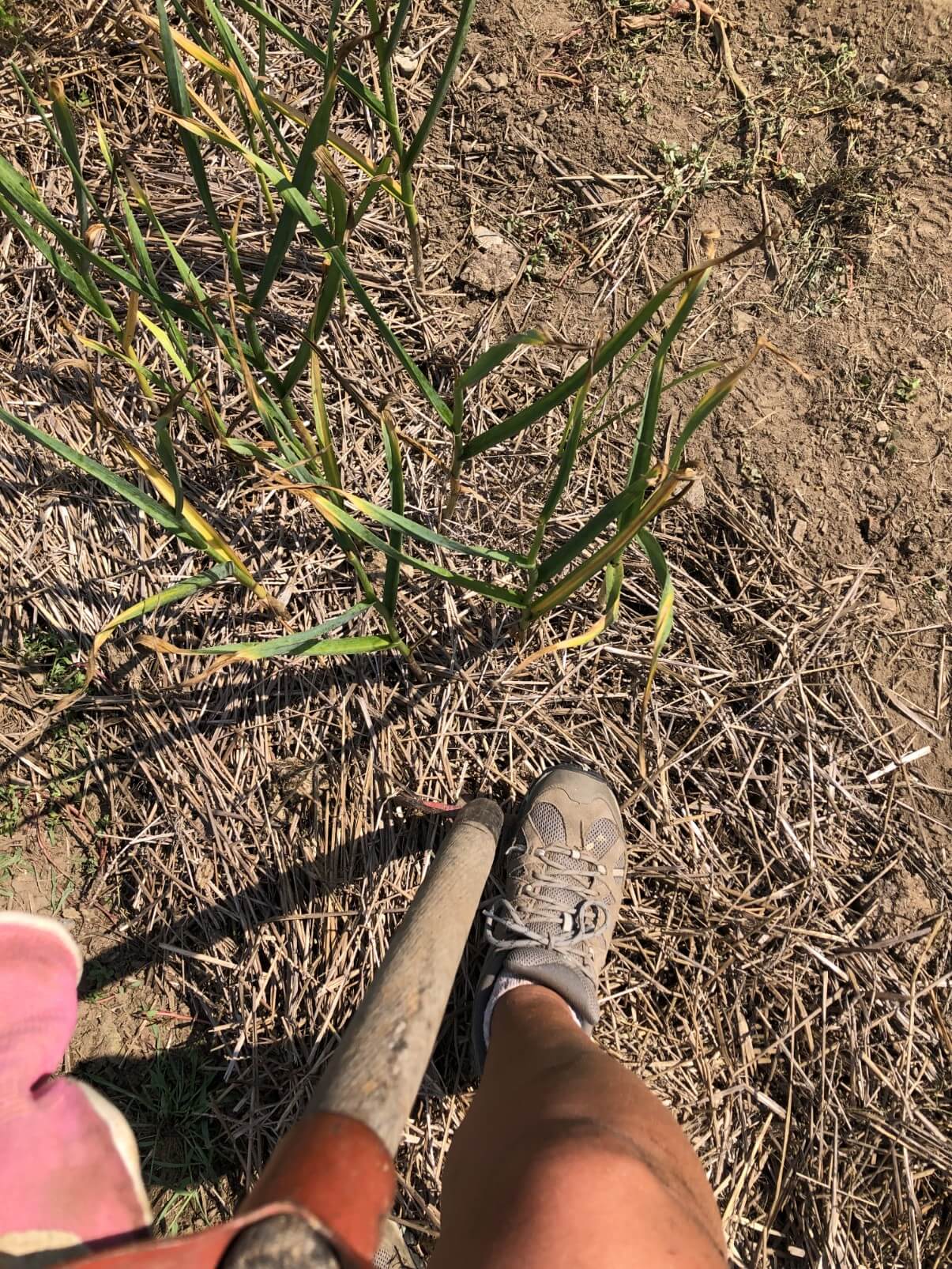 garlic being loosened with garden fork