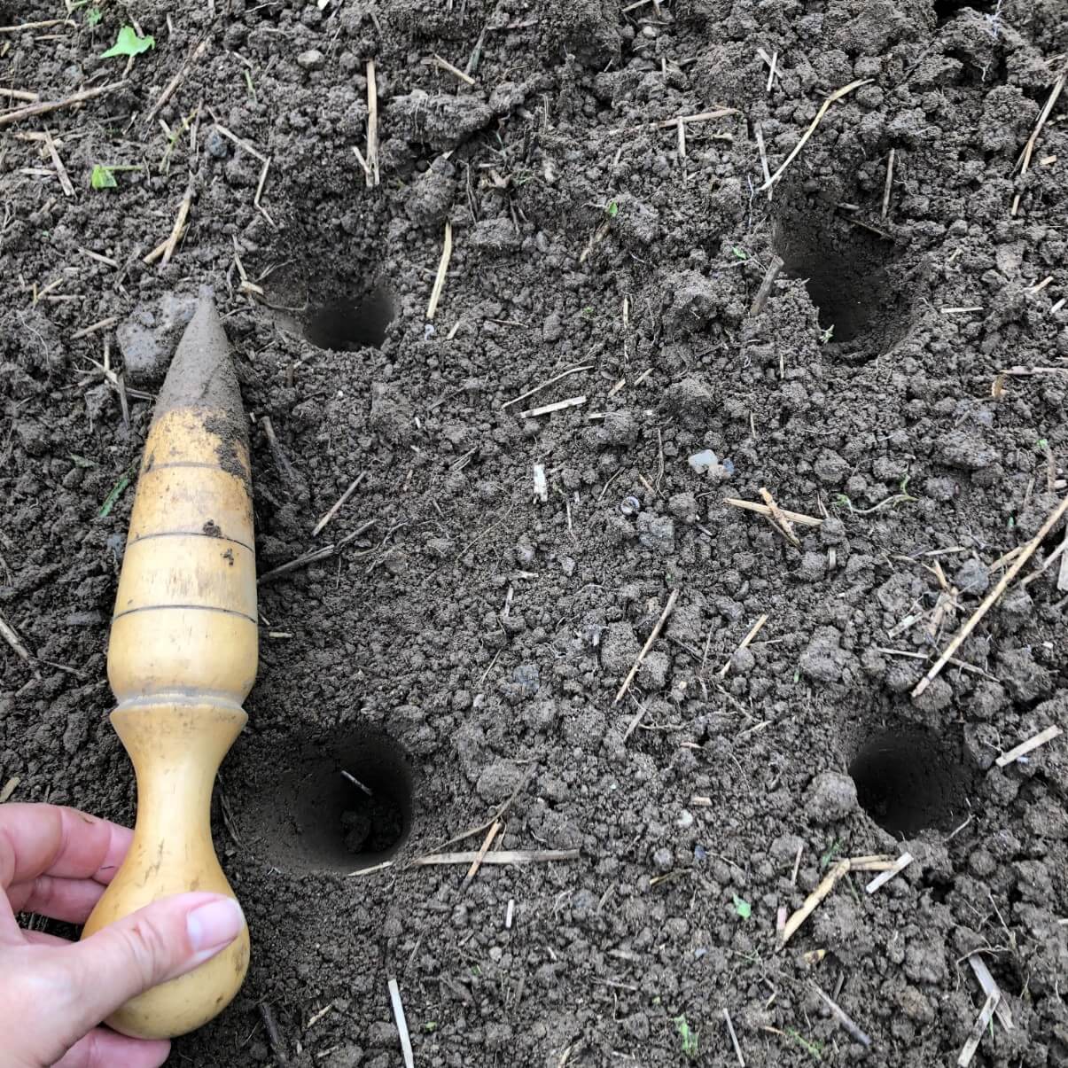 seed dibble used to make and measure holes for planting garlic