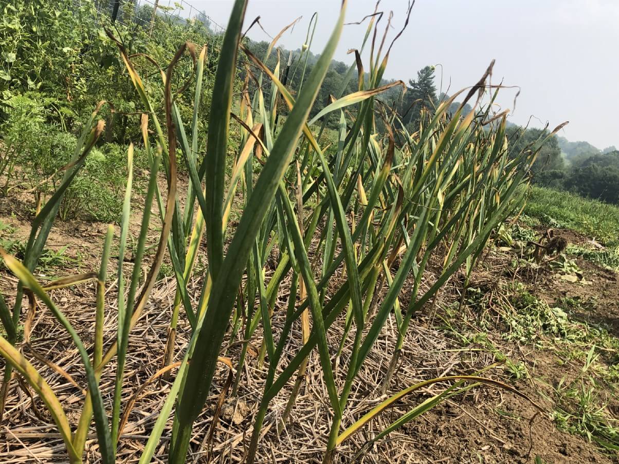 Row of garlic getting close to harvest