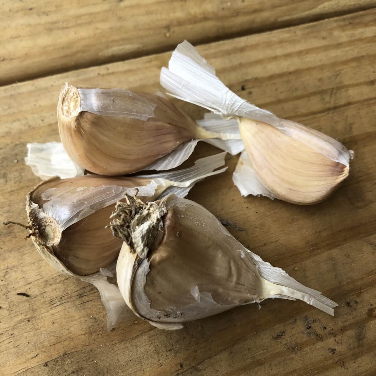 garlic cloves separated from the bulb and ready for planting