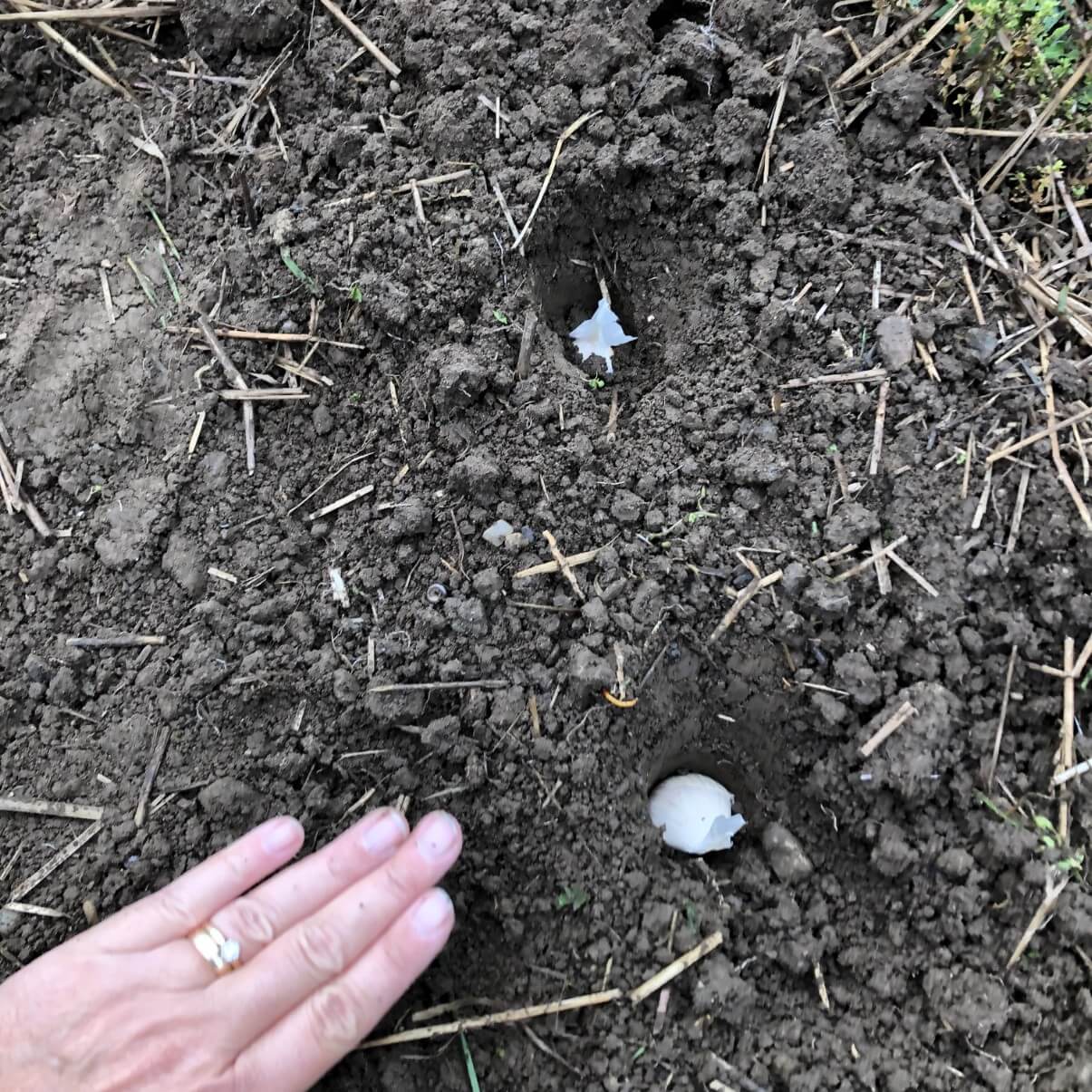 garlic cloves planted in three inch holes