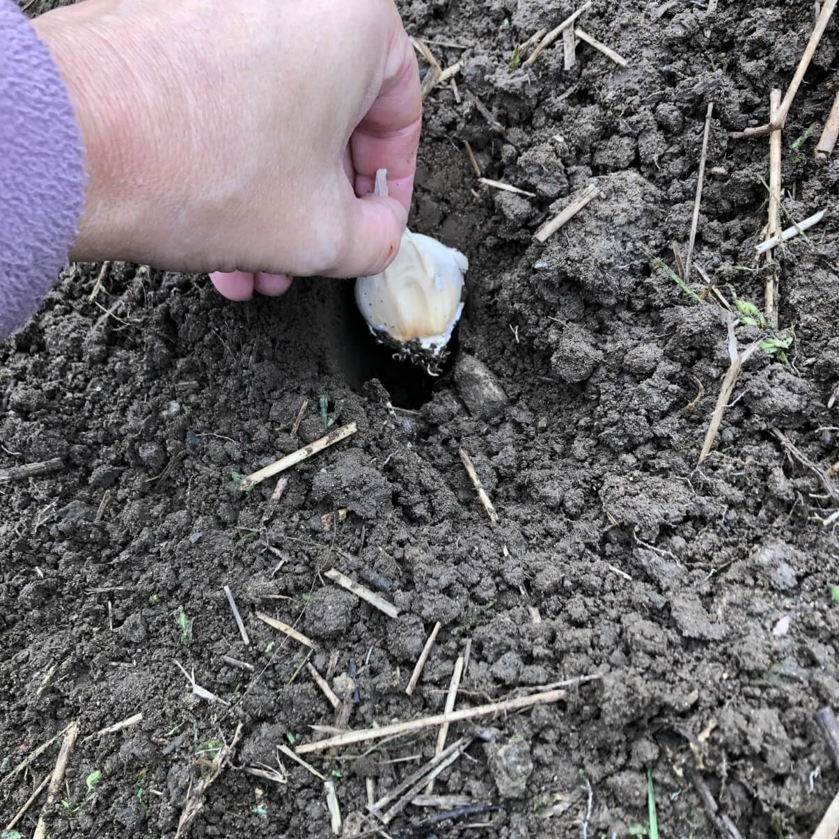 garlic clove being placed in planting hole in ground