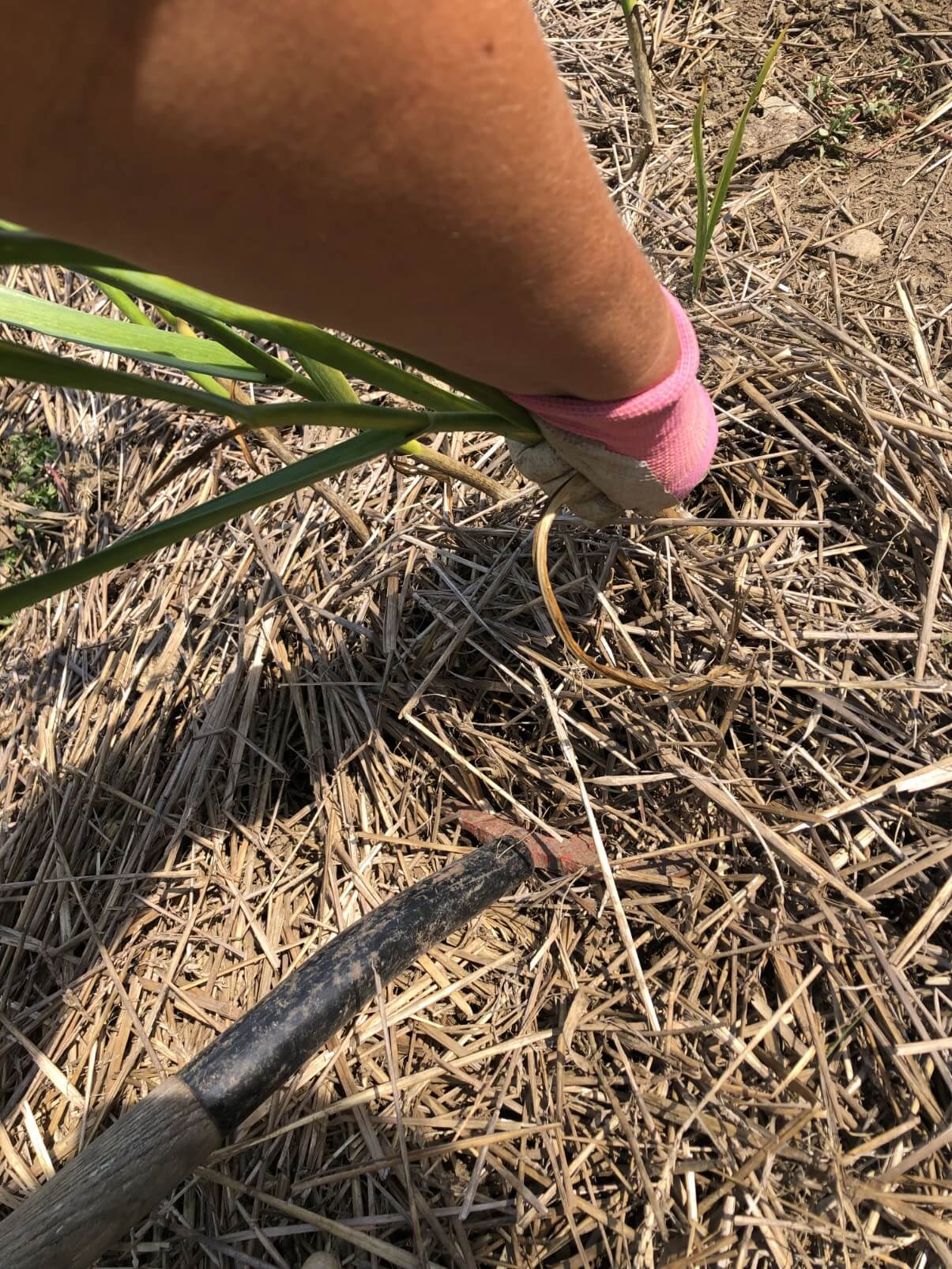 hand pulling up garlic plant for harvesting