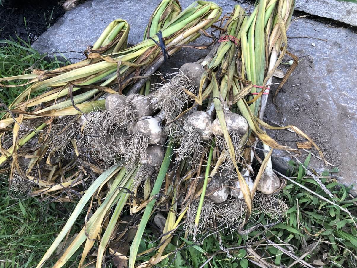 freshly harvested garlic in bundles of six for curing