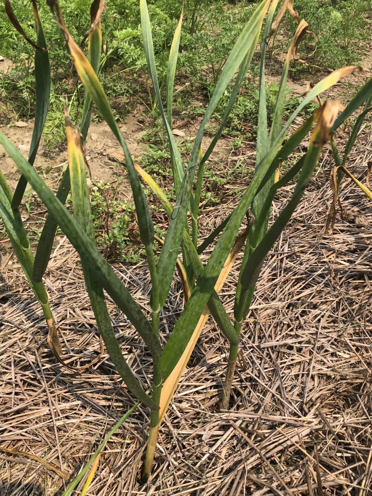 fully grown garlic almost ready to harvest