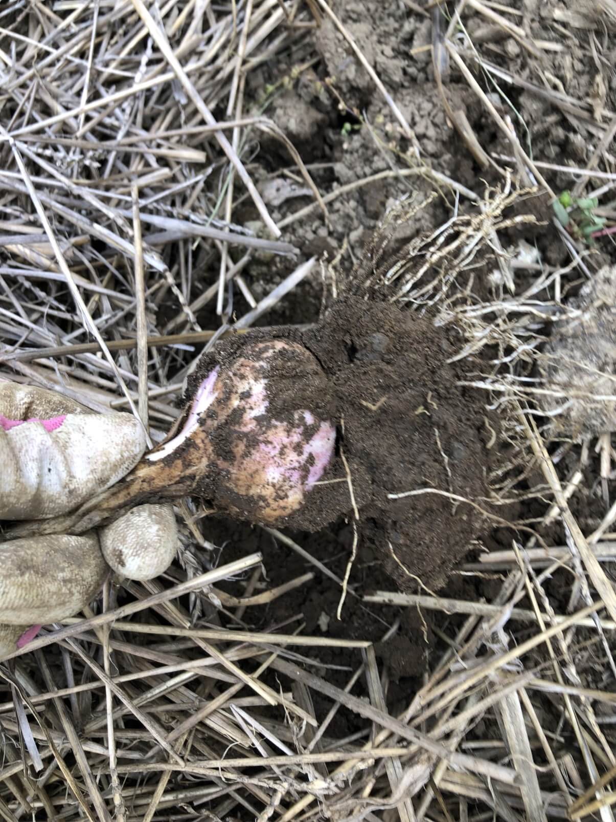 clump of muddy soil on head of garlic during harvest