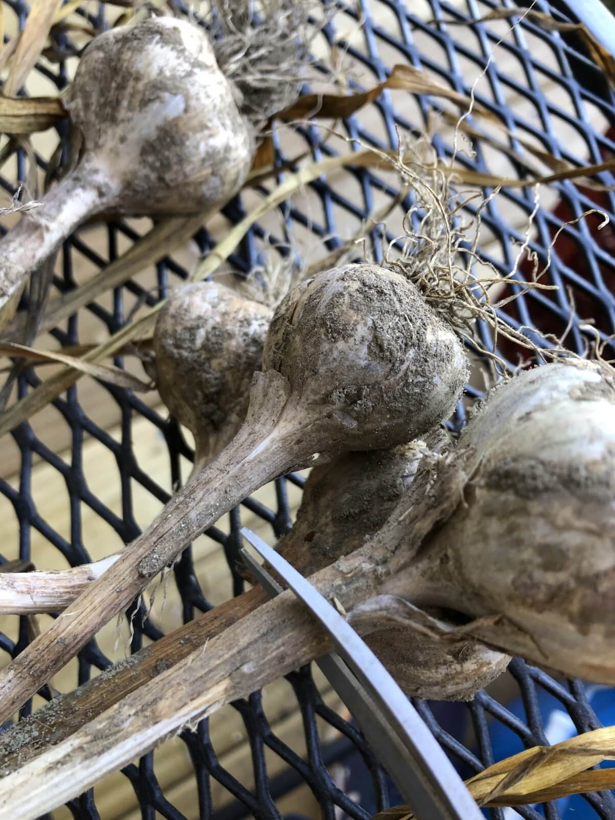 nippers cutting the stem off garlic to prep for storing