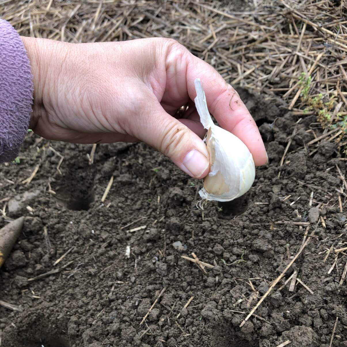 Single clove of garlic held upright for planting showing proper direction
