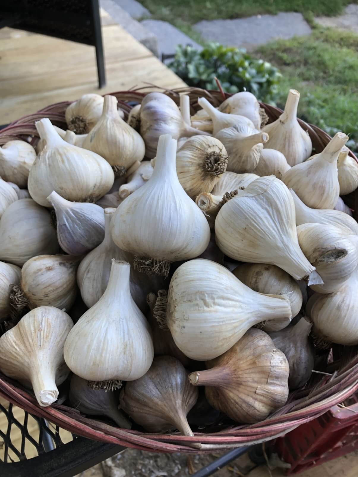 basket full of fresh garlic heads