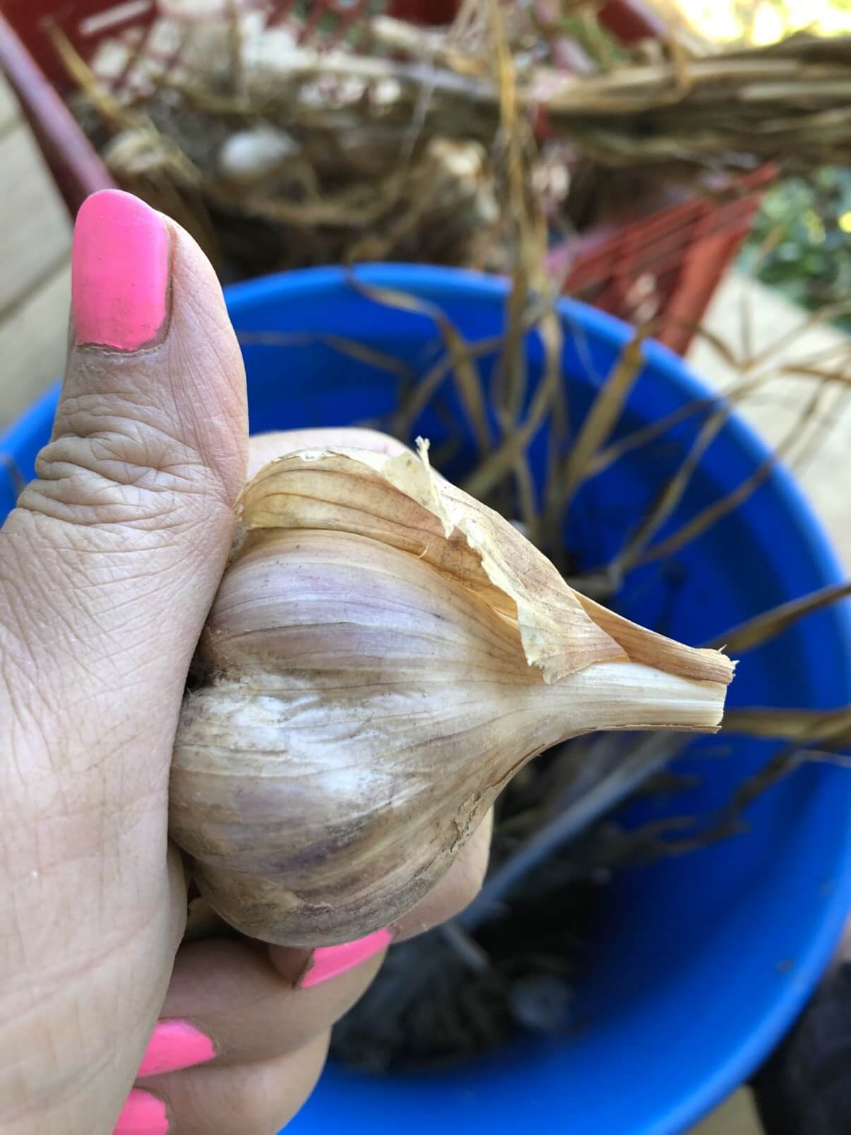 removing outer paper layer of garlic skin to clean it