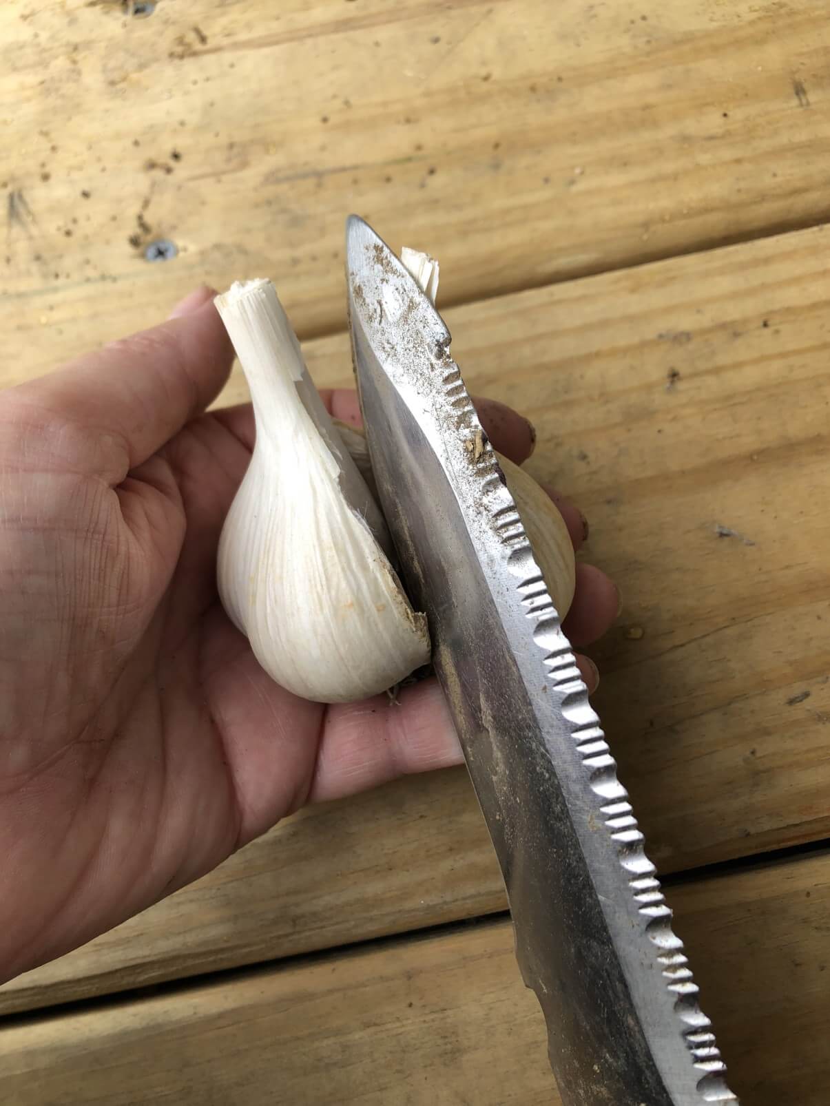 garden knife separating garlic cloves