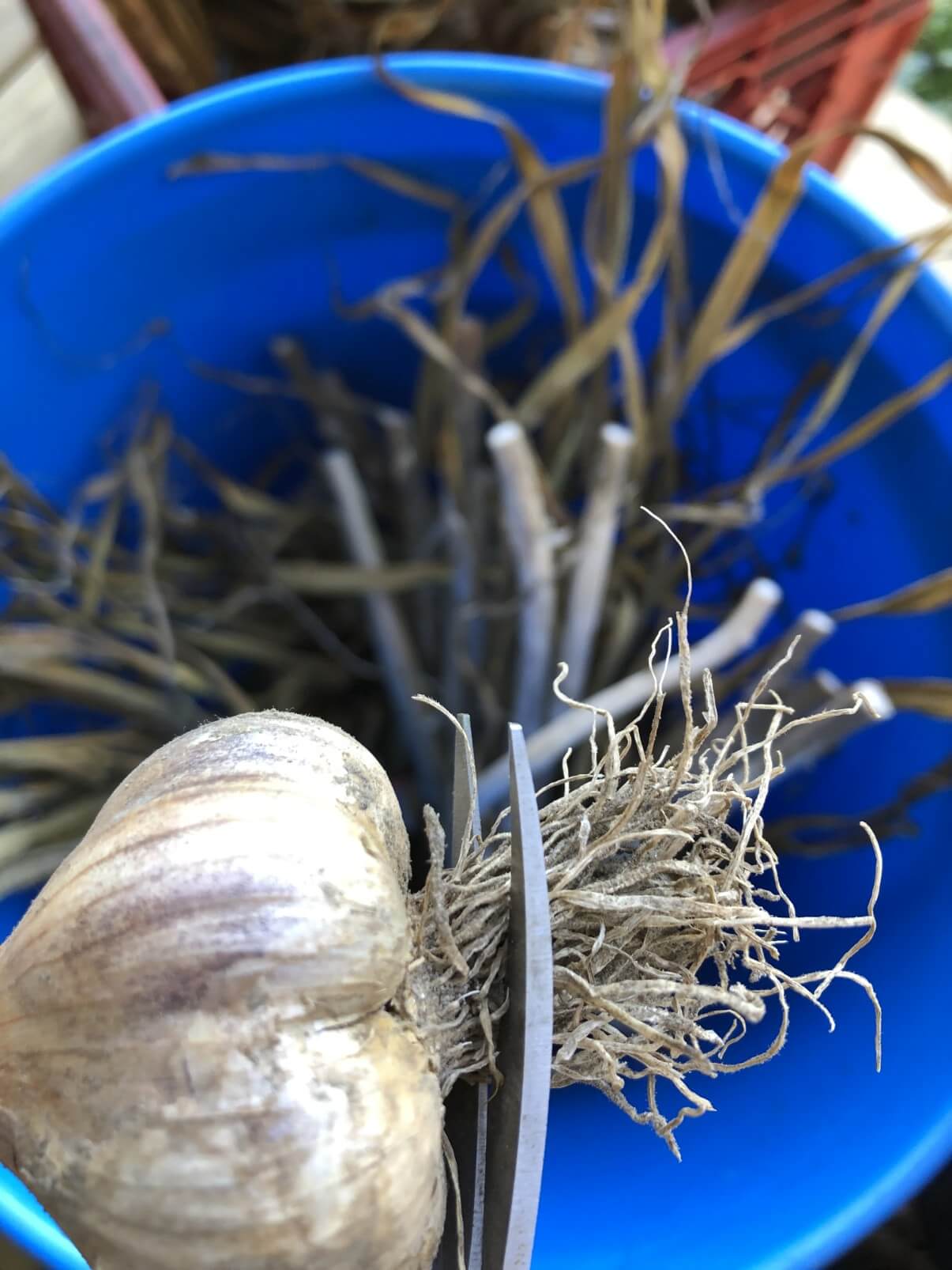nippers trimming dirty roots from head of garlic
