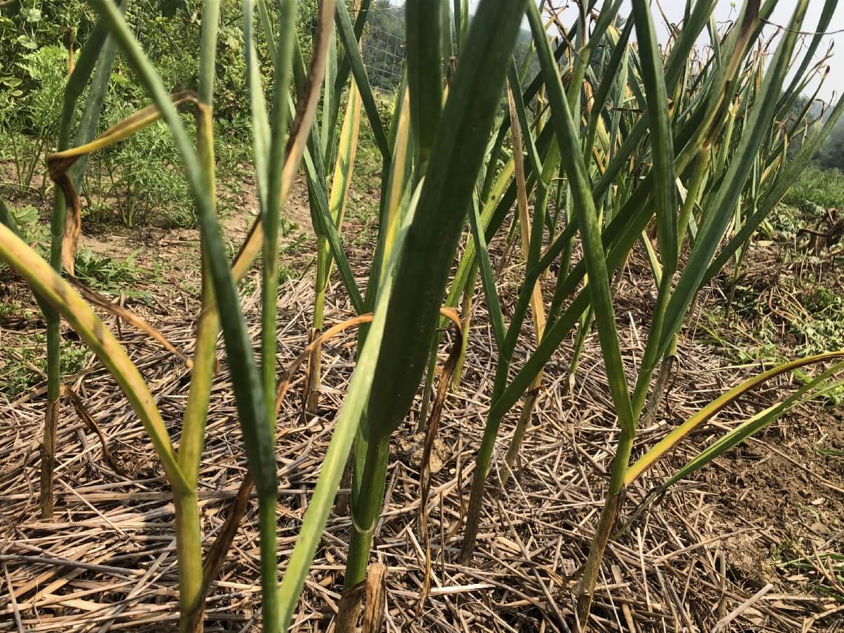 garlic ready to harvest