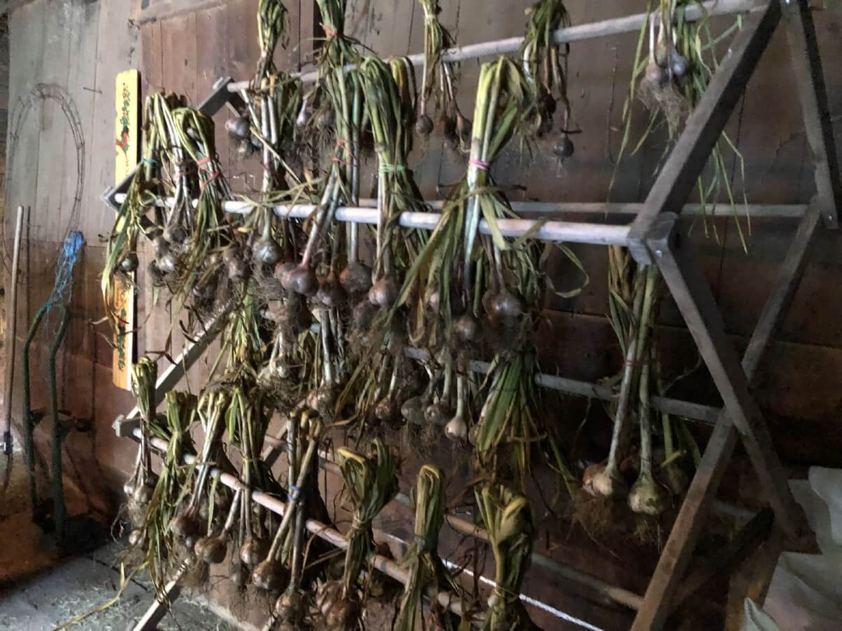 bundles of garlic hung for curing on clothes drying rack