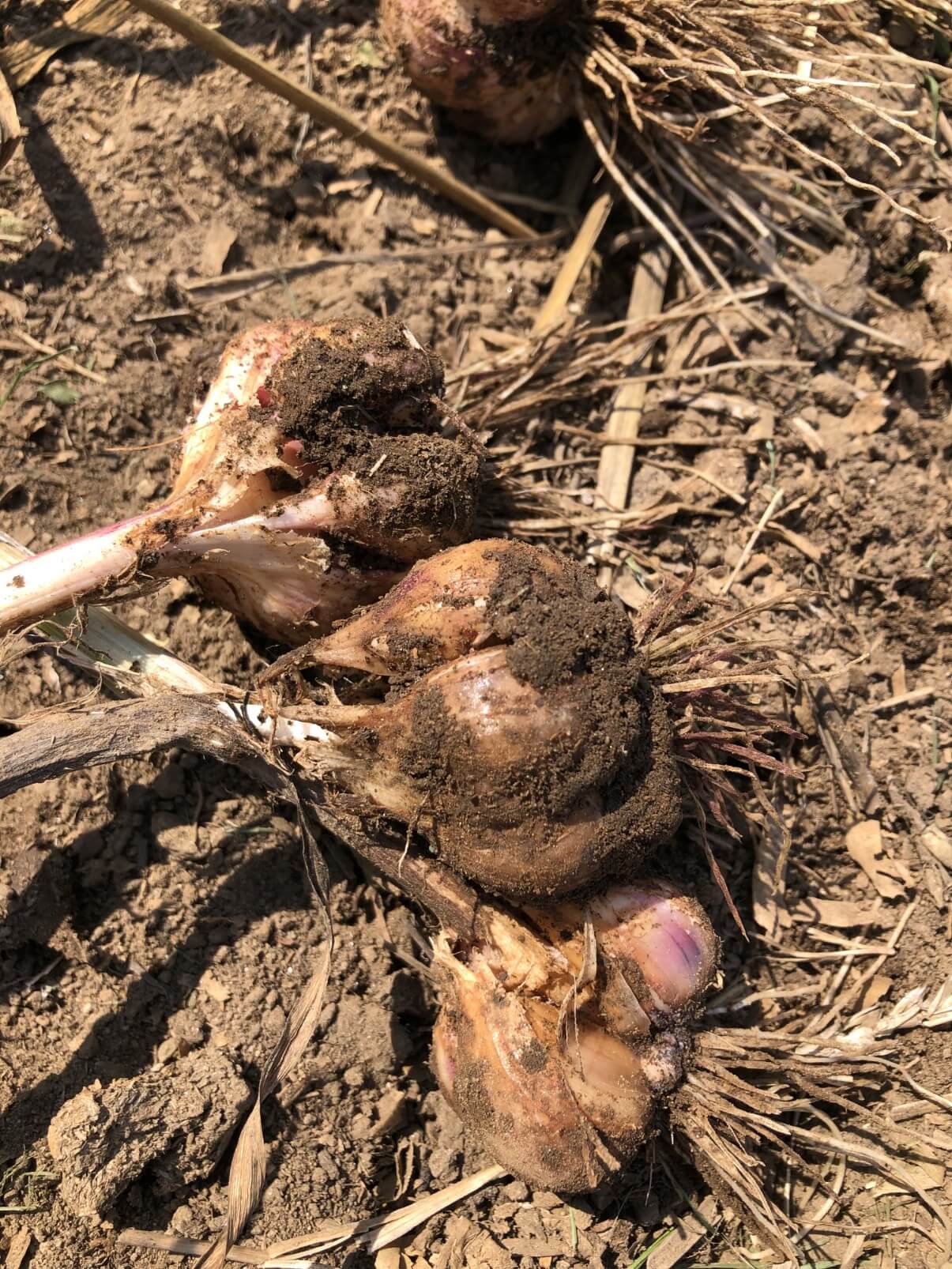 garlic cloves popping off away from the stem