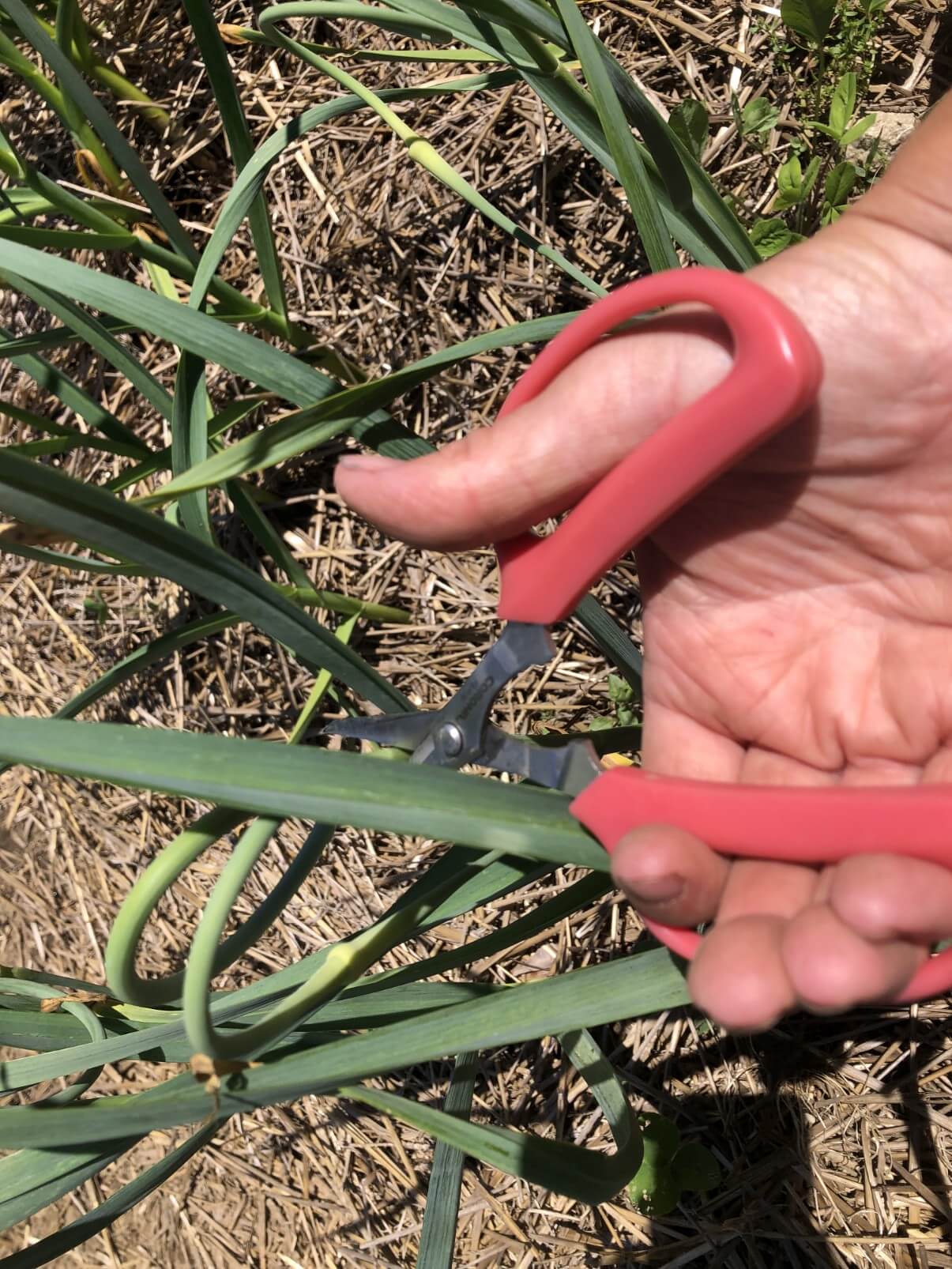 cutting garlic scapes off hardneck garlic