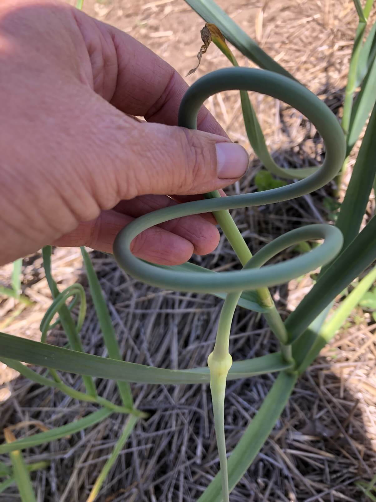 curled garlic scape on hardneck garlic