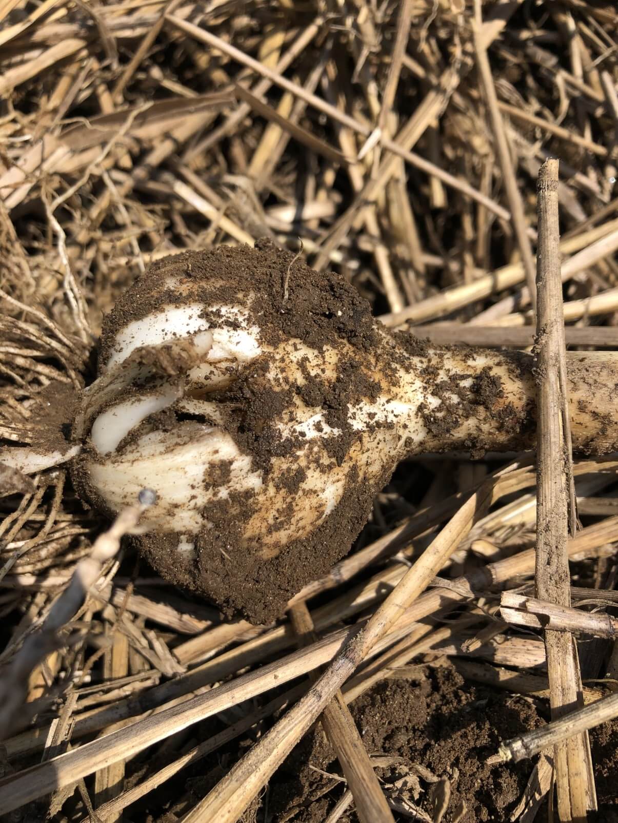 garlic cloves damaged during harvest
