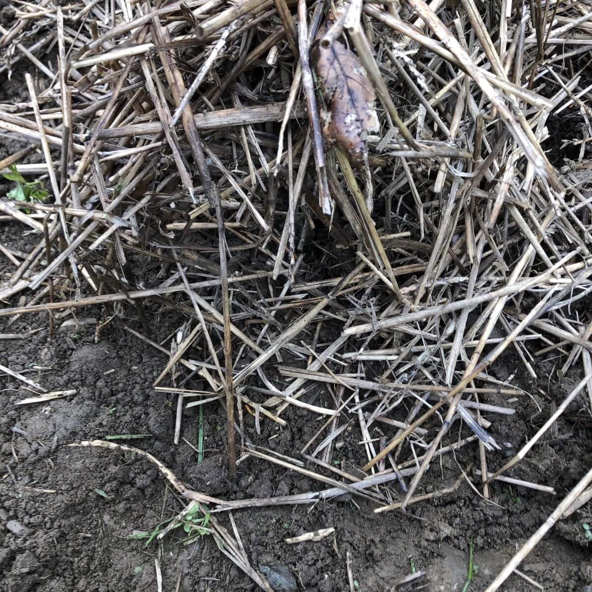 straw mulch being applied to newly planted garlic