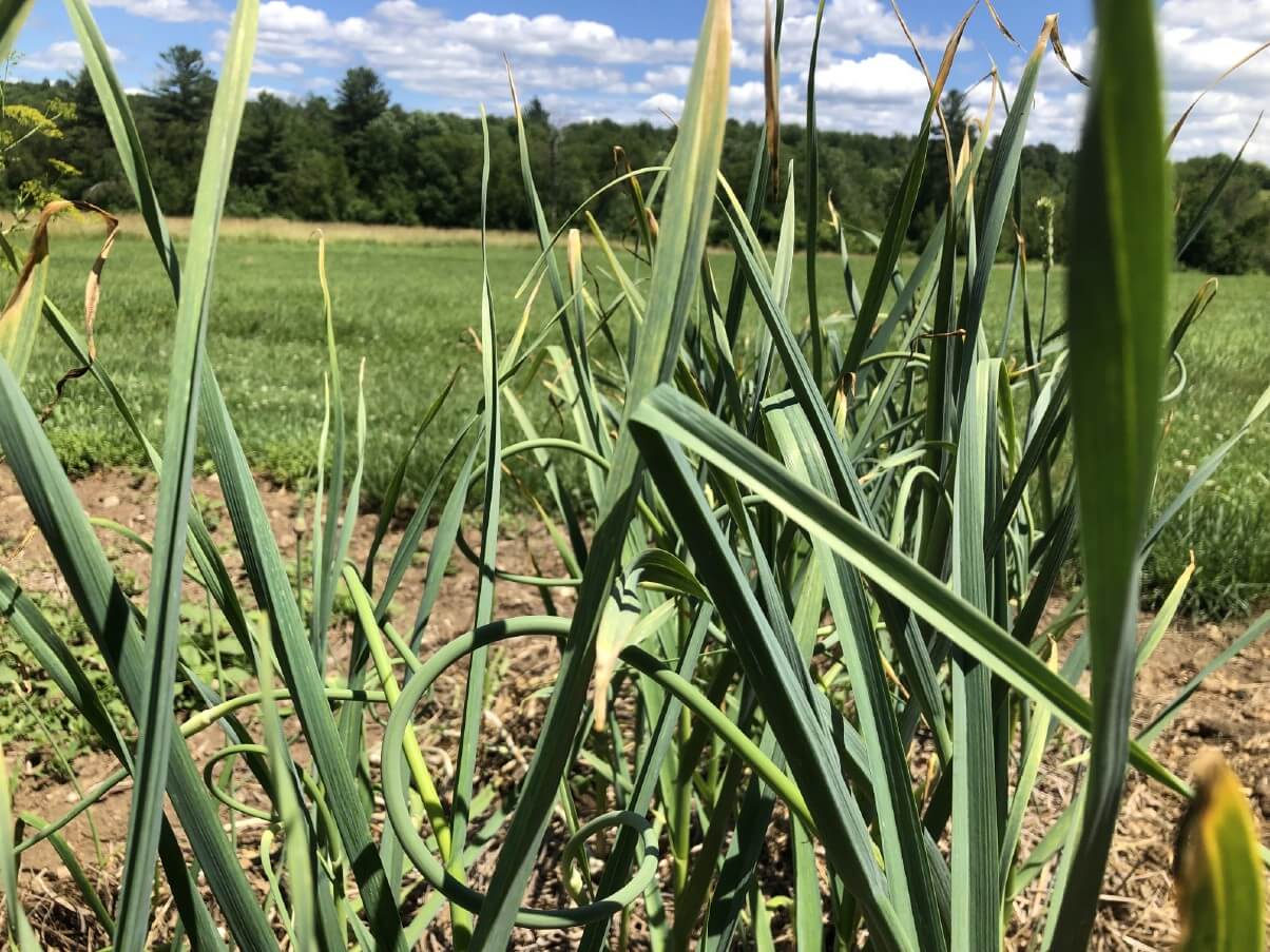 hardneck garlic in summer with garlic scapes growing