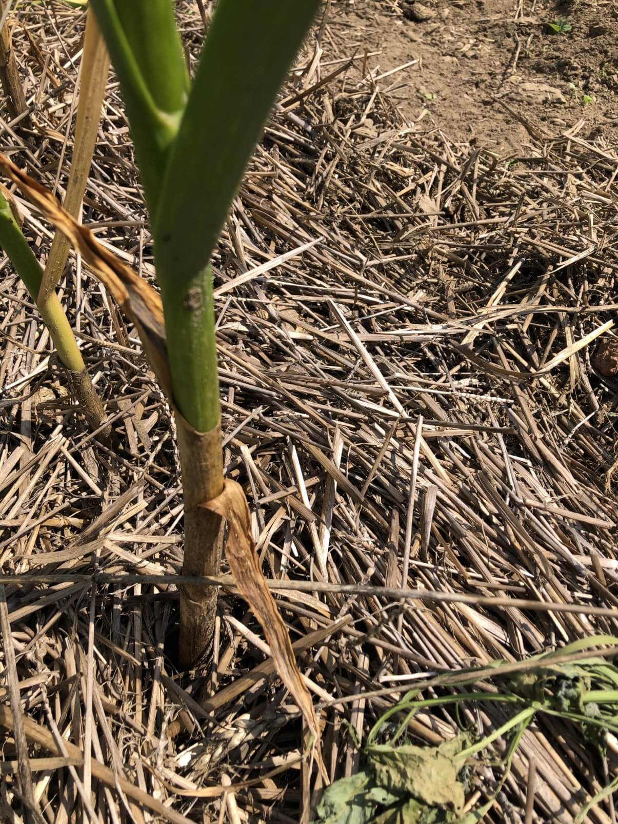 bottom of garlic stalk ready to harvest