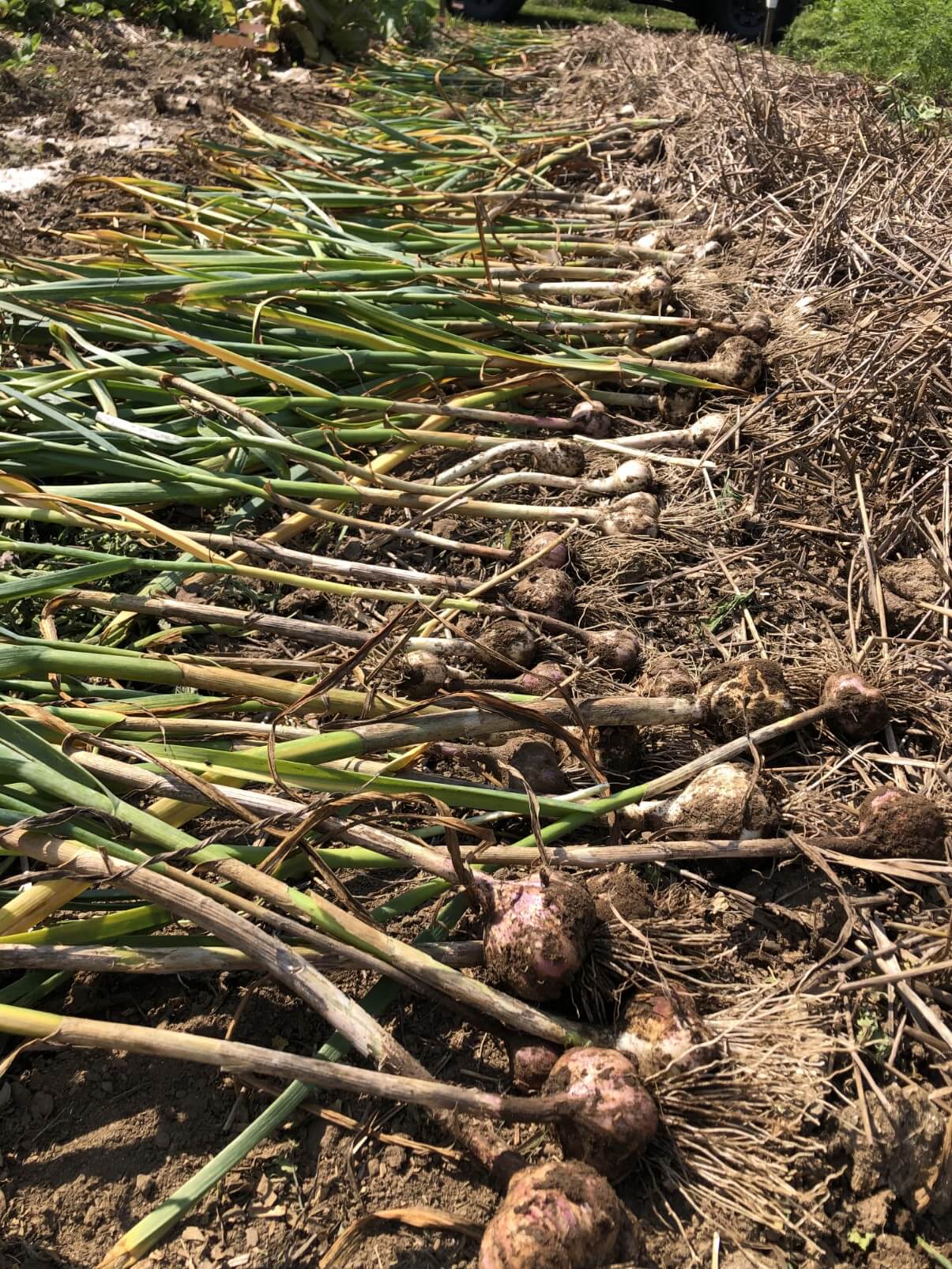 harvested garlic plants laid out in a row
