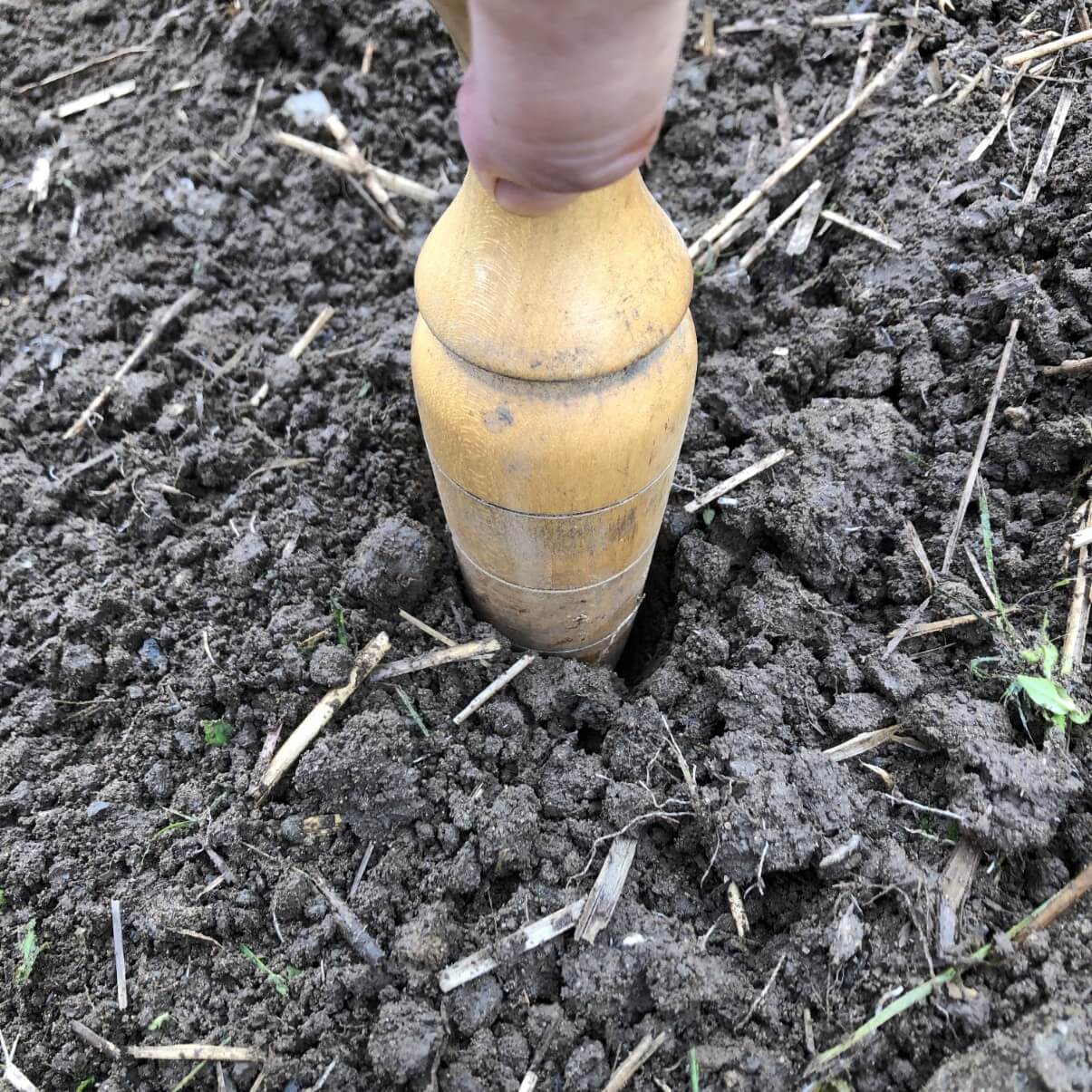 garden dibble making holes for garlic planting