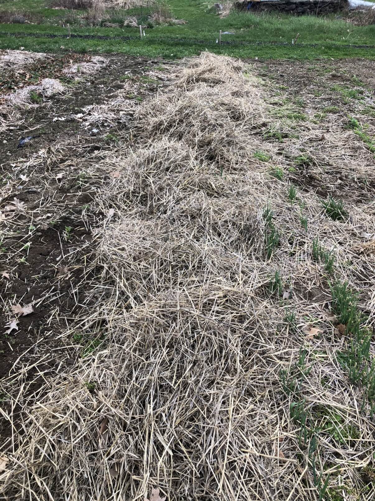 garlic sprouts peeking out of the ground in early spring