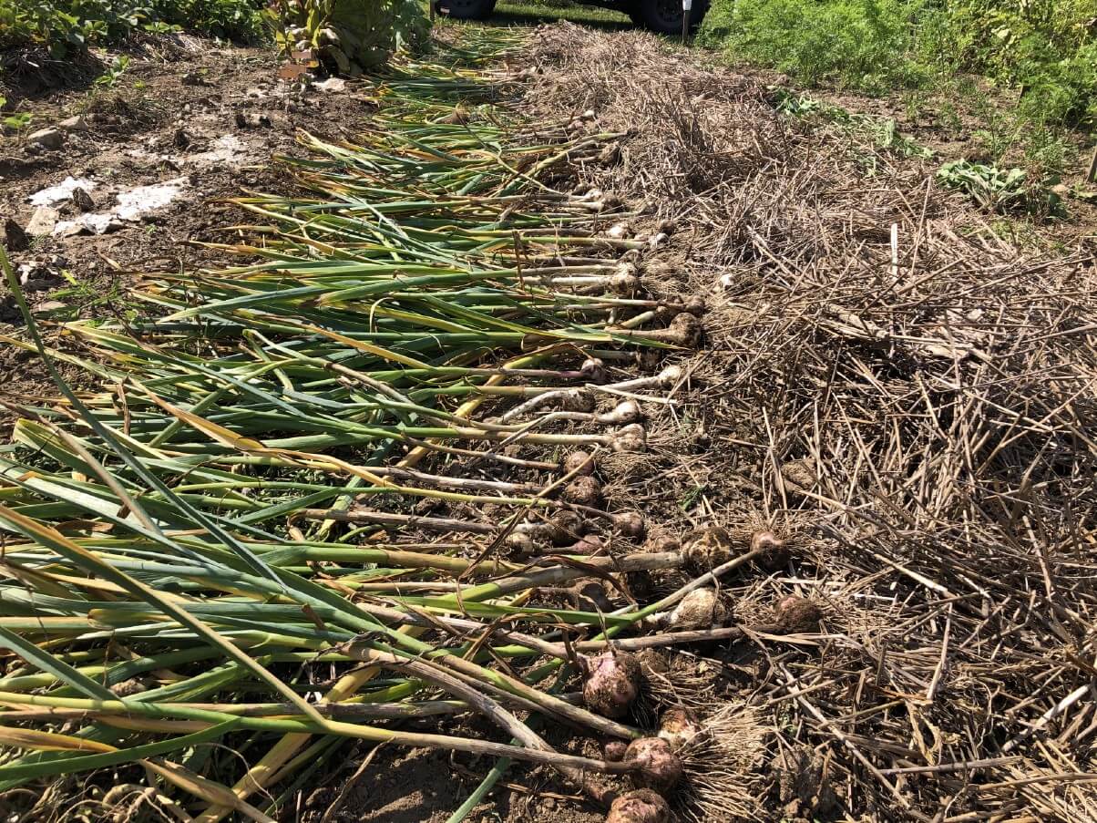 harvested garlic laid out along the garden row