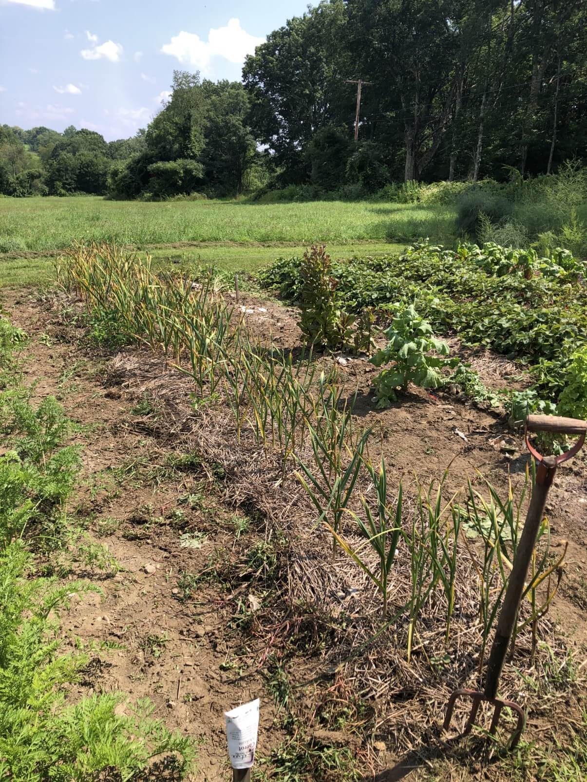 row of garlic growing in full sun