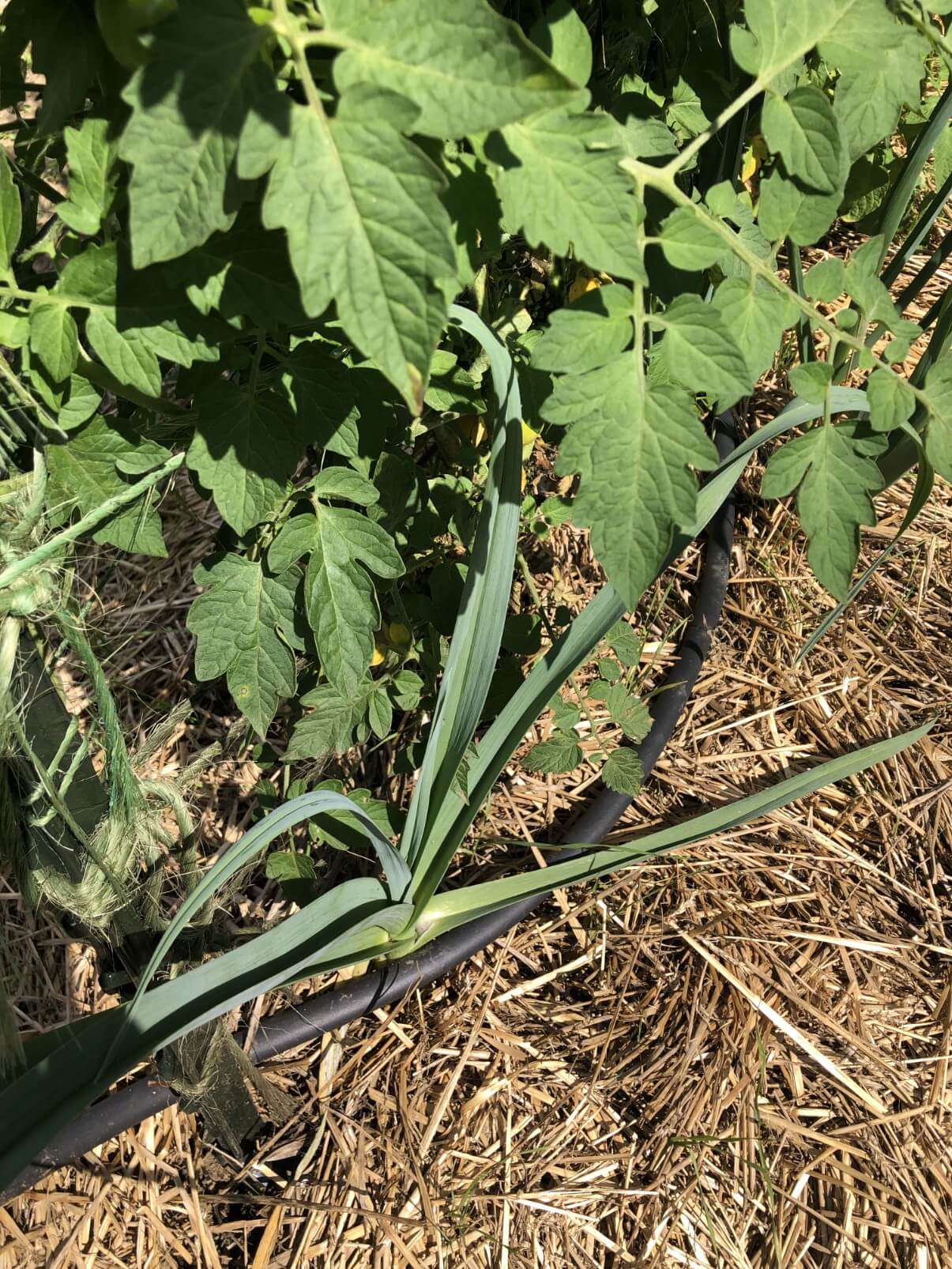 garlic growing next to tomato plant in companion planting