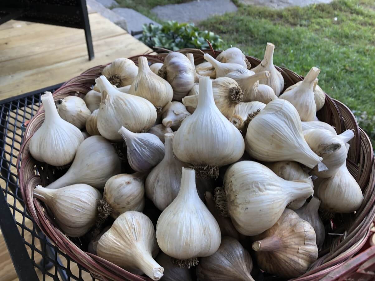 cleaned and trimmed garlic heads ready for use and storage