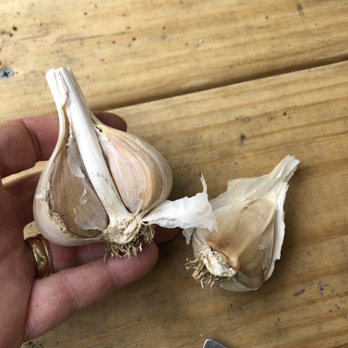 hardneck garlic with cloves separated showing hard middle stem