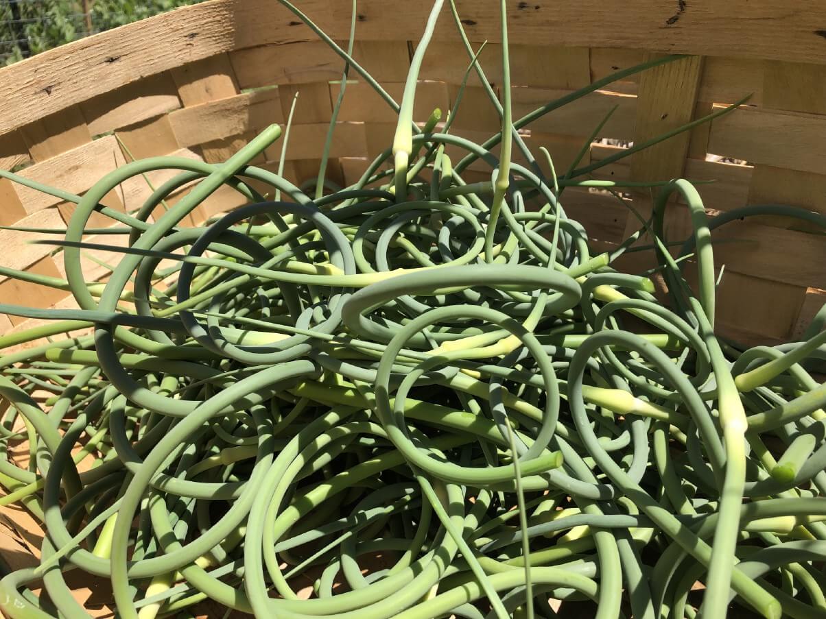 basket full of harvested hardneck garlic scapes