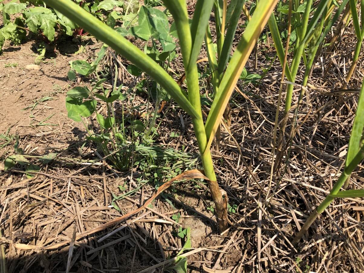 garlic plants growing in summer