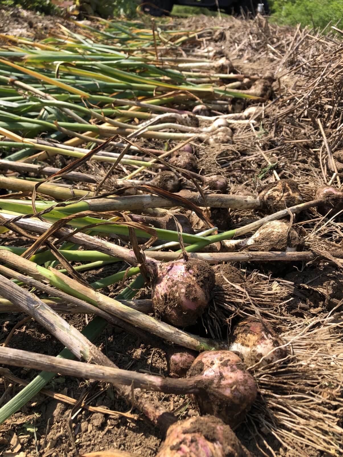 garlic harvested and laid out on the ground in the garden