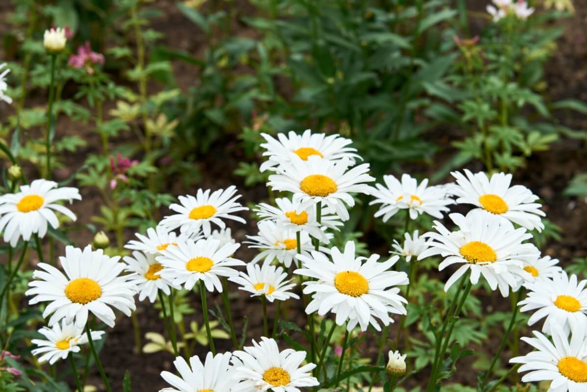 cluster of white and yellow common daisies