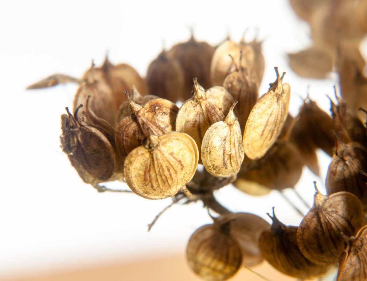 cluster of daisy seeds