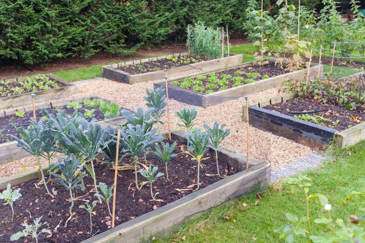 raised garden bed layout