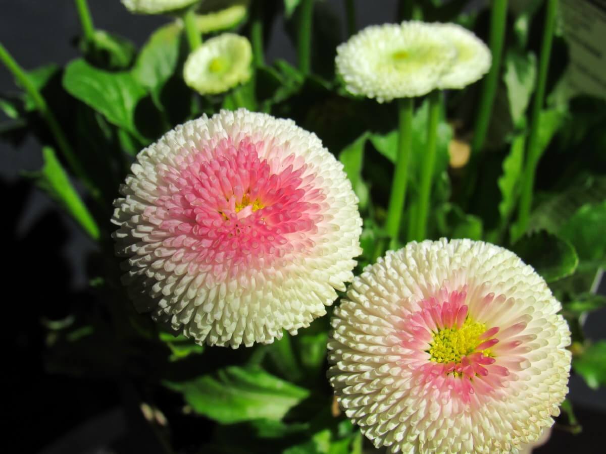 White daisies with pink centers grown in a pot