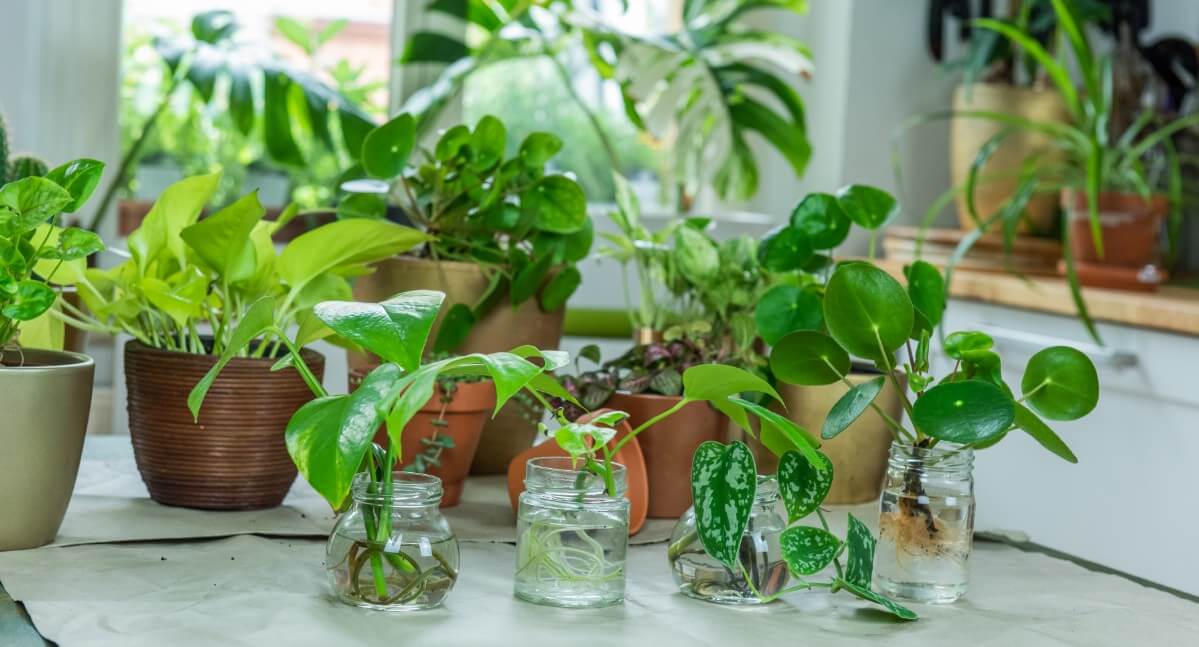 rooting plants from cuttings in jars of water